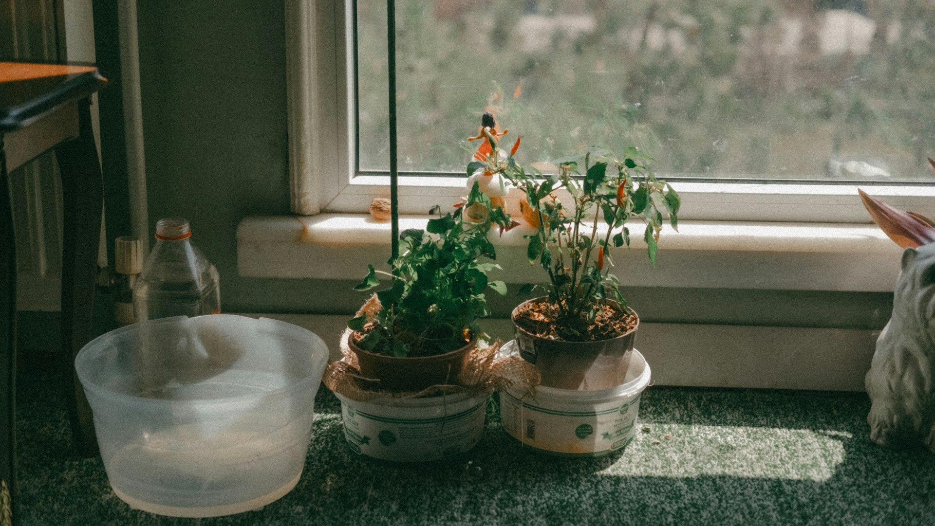 Mastering Indoor Succulent Care: Proven Tips for Healthy, Thriving Plants