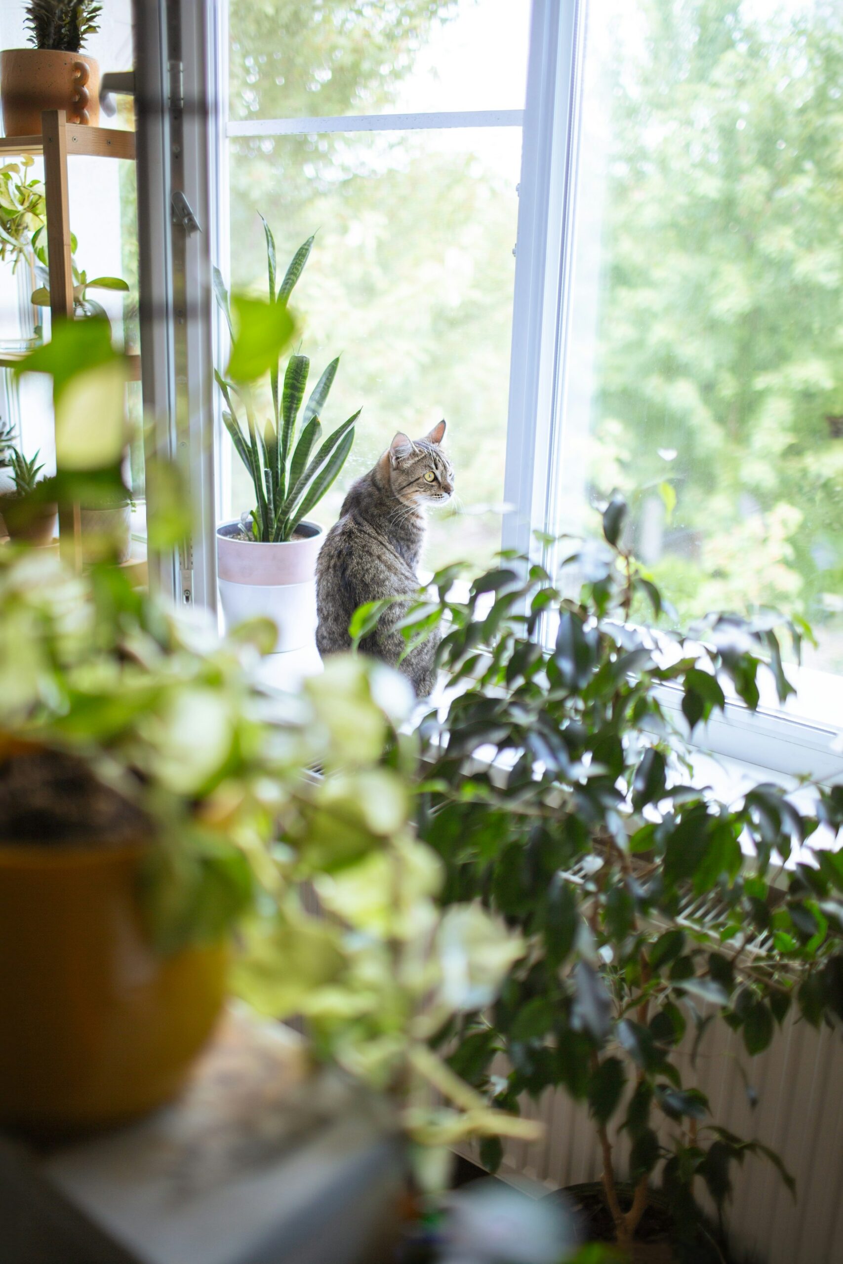 Transform Your Home with Pet-Safe Indoor Greenery: A Guide for Families