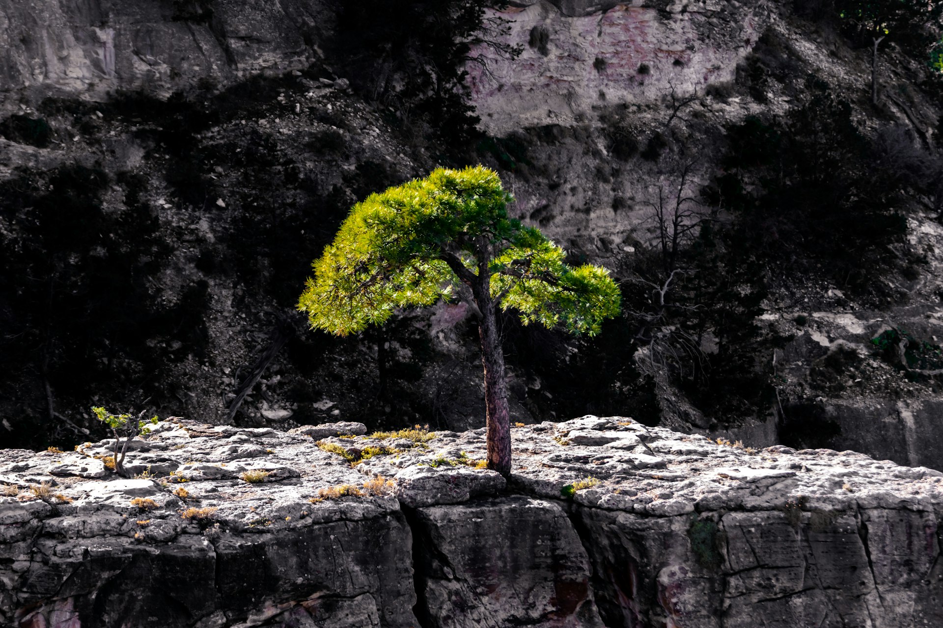 Environmental History: Key Lessons for Sustainable Futures